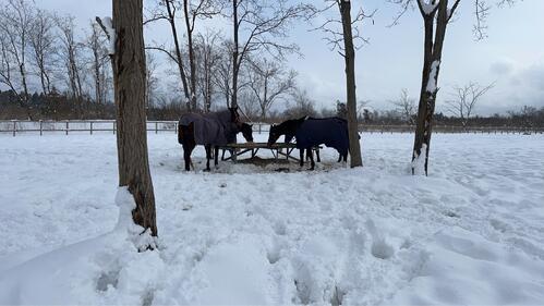 銀世界となった珠洲ホースパーク（角居氏提供）